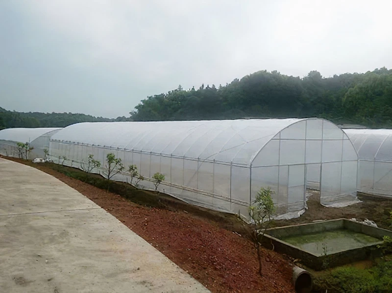 product-800-599